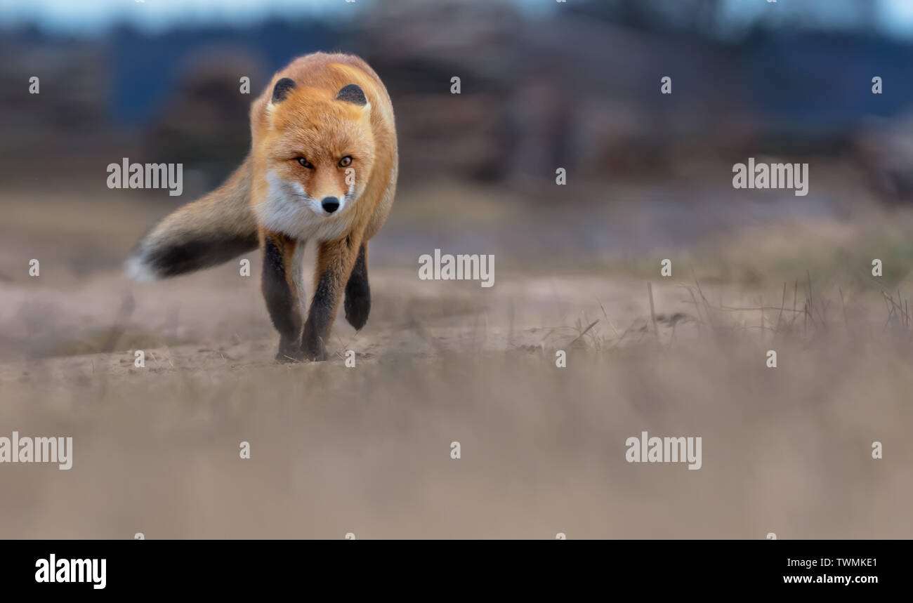 Red Fox rapide à l'appareil photo sur une route sur le terrain dans des conditions de grand vent Banque D'Images