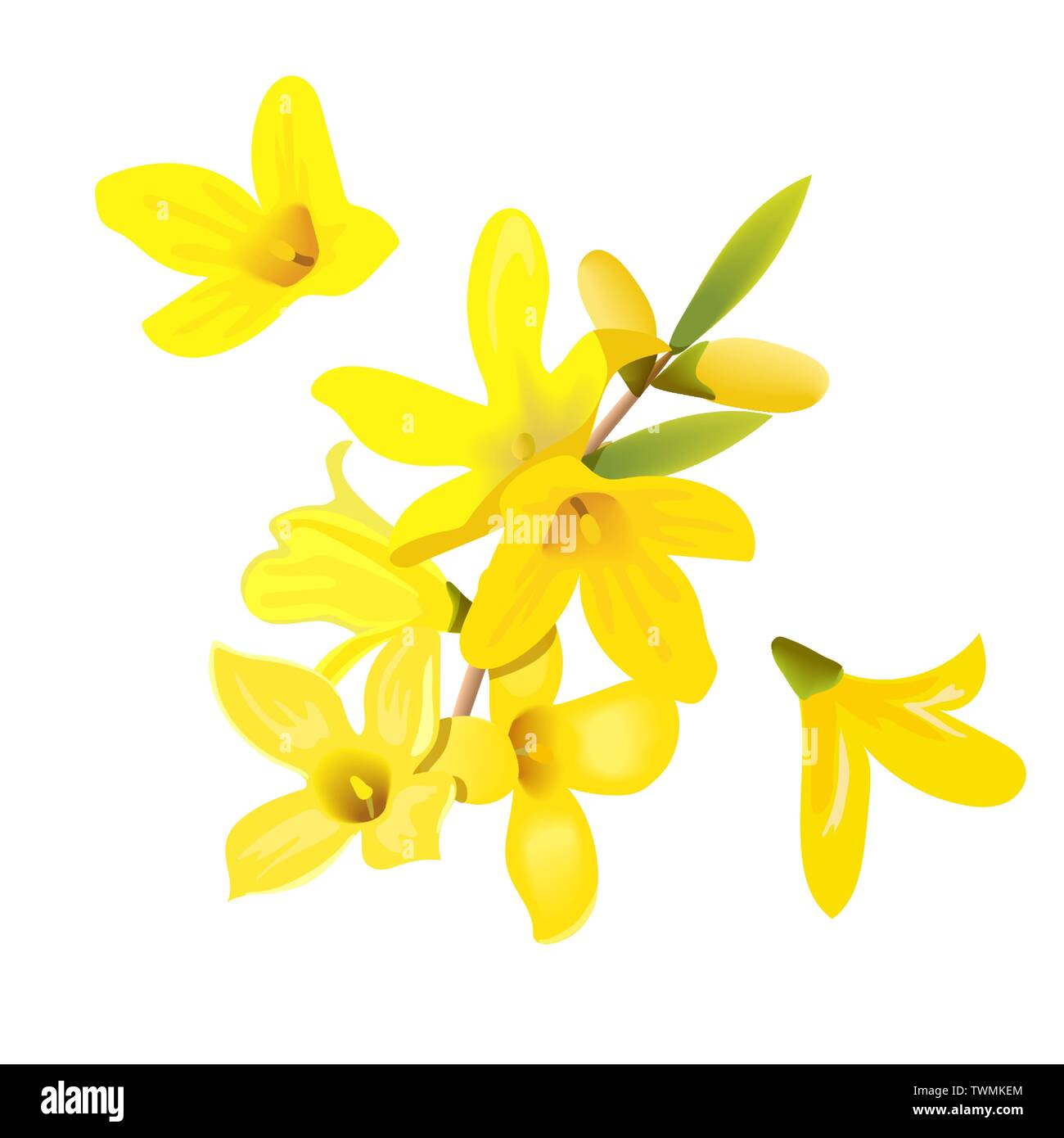 Forsythia suspensa Direction générale de fleurs et de fleurs. Modèle de carte jaune printemps floraison. arbre. Golden Bell, fleurs de la boxe. Vector illustration. Pour pri Illustration de Vecteur