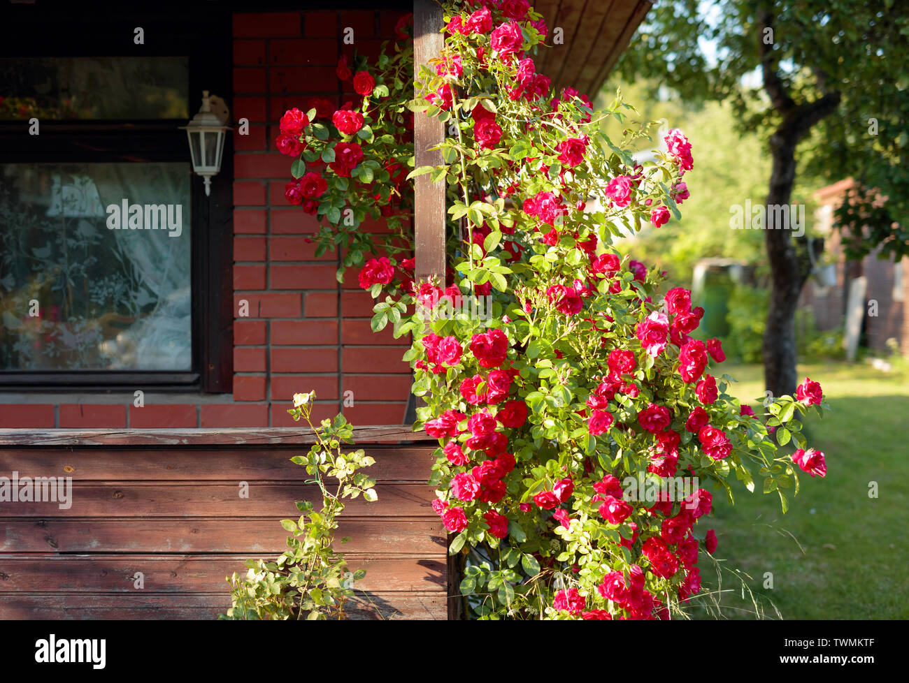 Les buissons de roses rouges près de la vieille maison rurale. Banque D'Images