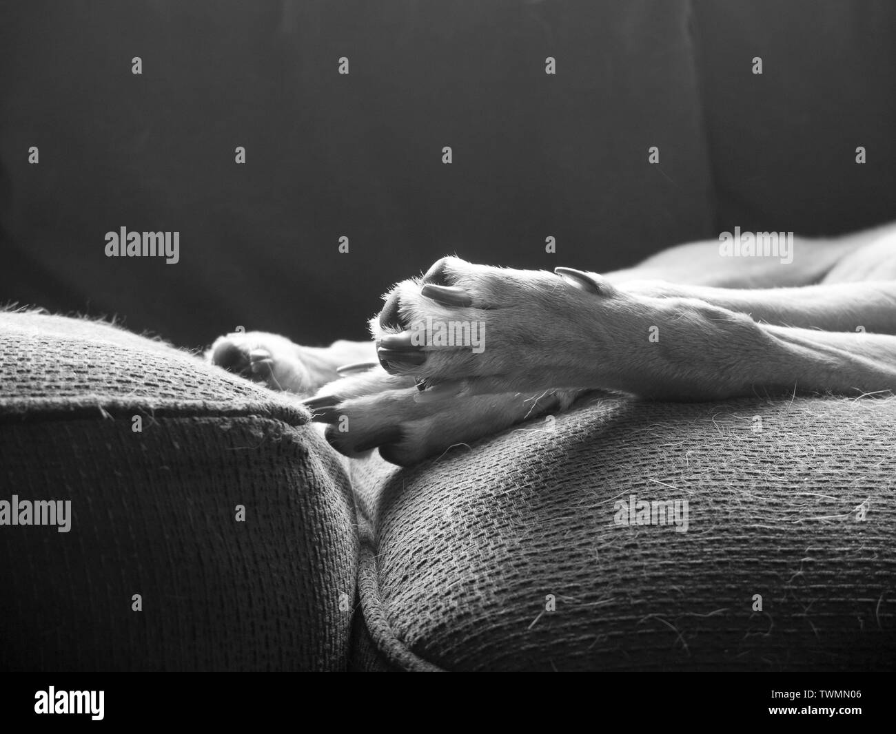 Lurcher paws en noir et blanc Banque D'Images