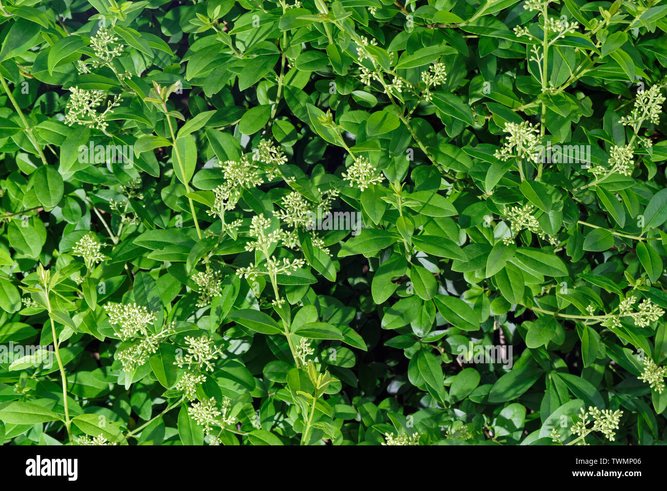 Troène de branches de couverture en fleur, ligustrum hedge Banque D'Images
