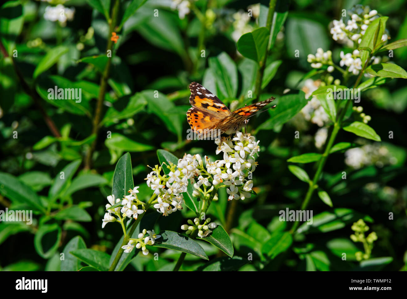 Vanessa cardui papillon, connu sous le nom de la belle dame, sur la fleur blanche d'une haie de troènes Banque D'Images