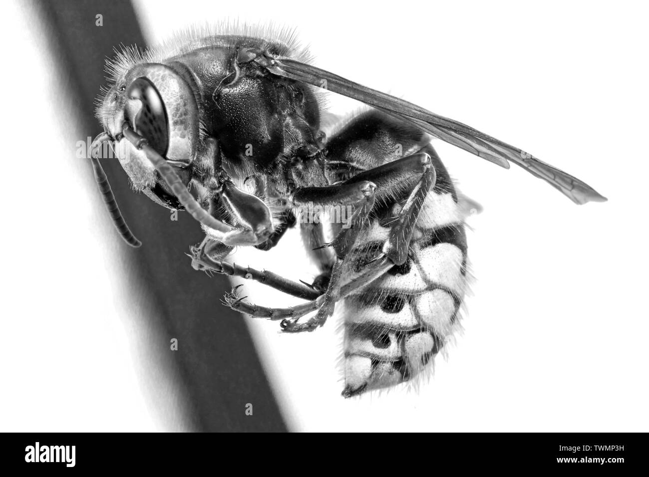 Hornet vu de très près. Les insectes dangereux sur une échelle macro avec détails anatomiques visibles. Banque D'Images