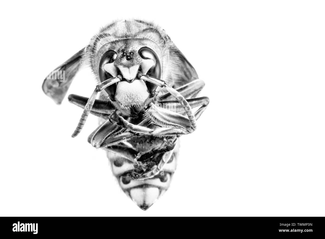 Hornet vu de très près. Les insectes dangereux sur une échelle macro avec détails anatomiques visibles. Banque D'Images