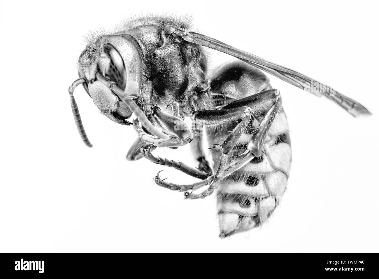 Hornet vu de très près. Les insectes dangereux sur une échelle macro avec détails anatomiques visibles. Banque D'Images