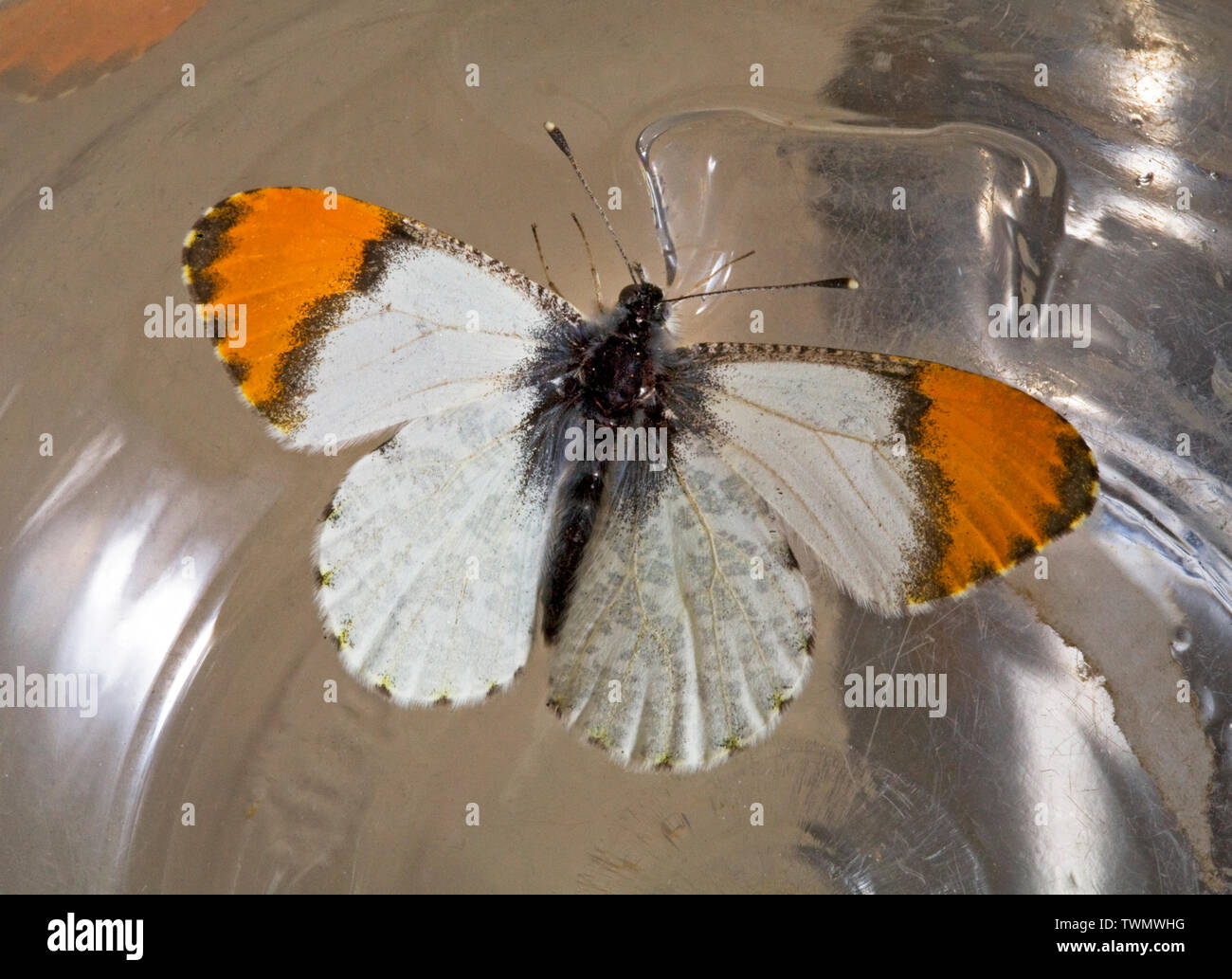 Détail de l'Orangetip, également connu sous le nom de Sara est Orangetip, Anthocharis Julia, un petit papillon qui vit dans le Pacifique Nord-Ouest. Banque D'Images