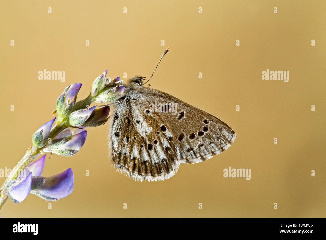 Une flèche mâle papillon bleu, Glaucopsyche piasus, photographié dans l'Oregon Cascades. Banque D'Images