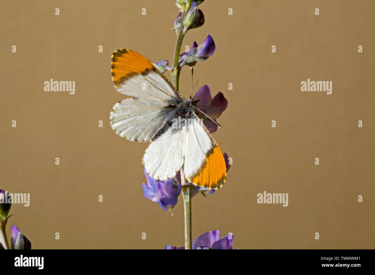 Détail d'un Orangetip de Laura, papillon Anthocharis sara, sur une fleur sauvage dans la chaîne des Cascades en Oregon, dans le centre de l'Oregon. Banque D'Images