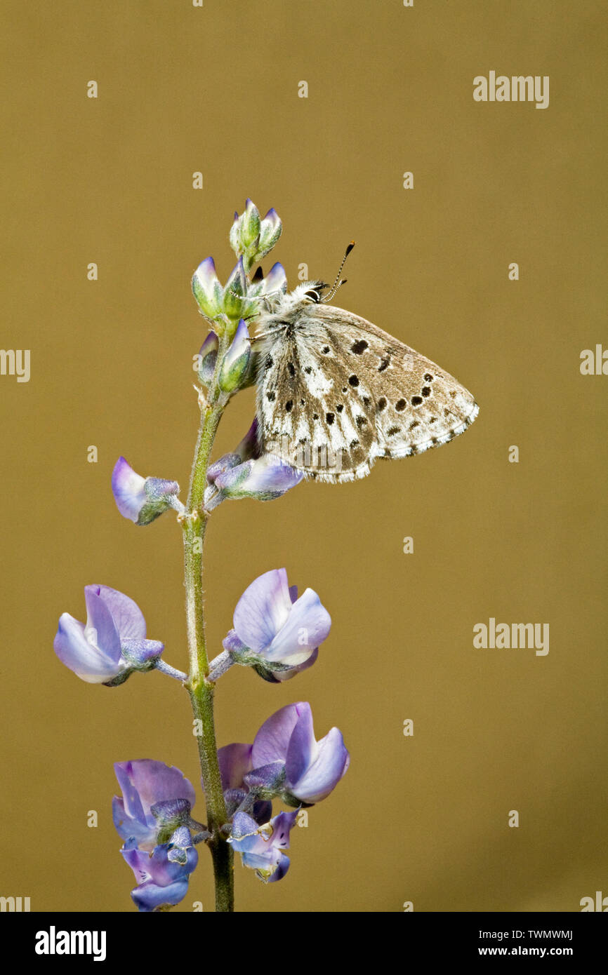 Un mâle bleu de flèche sur une fleur sauvage dans le centre de l'Oregon Banque D'Images