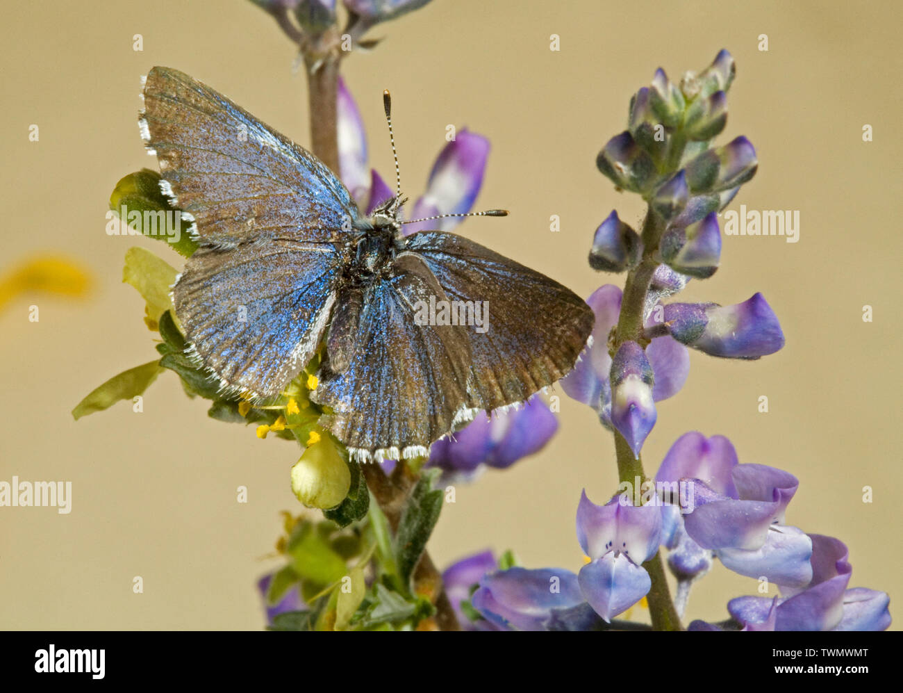 Vue dorsale d'une flèche mâle Glaucopsyche piasus papillon bleu, photographié, dans l'Oregon Cascades. Banque D'Images