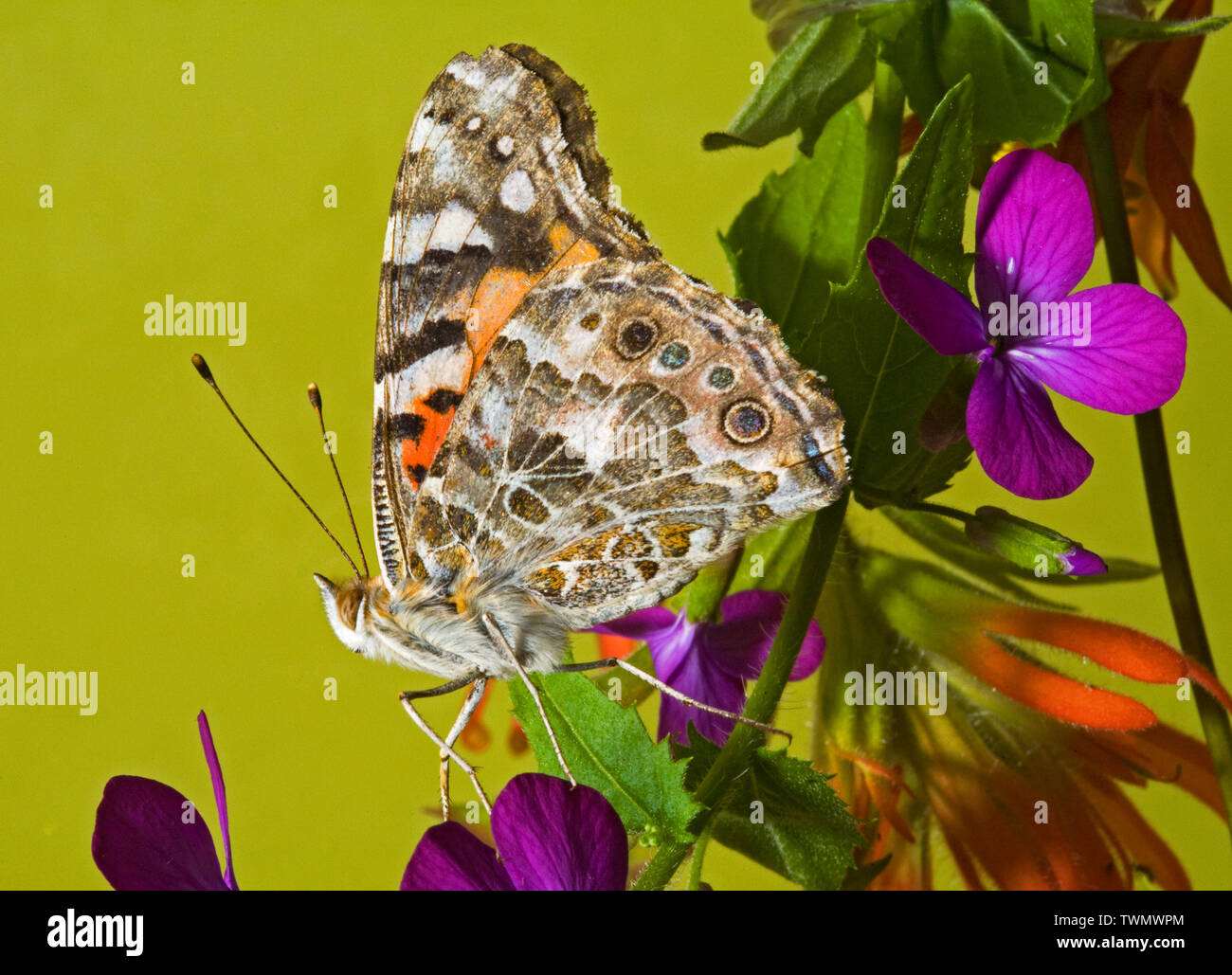 Portrait d'une belle dame papillon, Vanessa cardui, photographié dans la chaîne des Cascades de centre de l'Oregon Banque D'Images