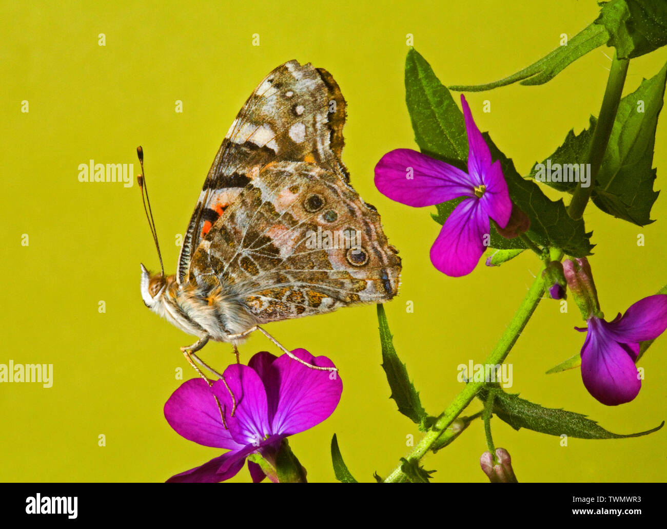 Portrait d'une belle dame papillon, Vanessa cardui, photographié dans la chaîne des Cascades de centre de l'Oregon Banque D'Images