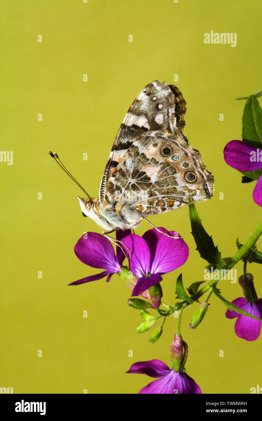 Portrait d'une belle dame papillon, Vanessa cardui, photographié dans la chaîne des Cascades de centre de l'Oregon Banque D'Images