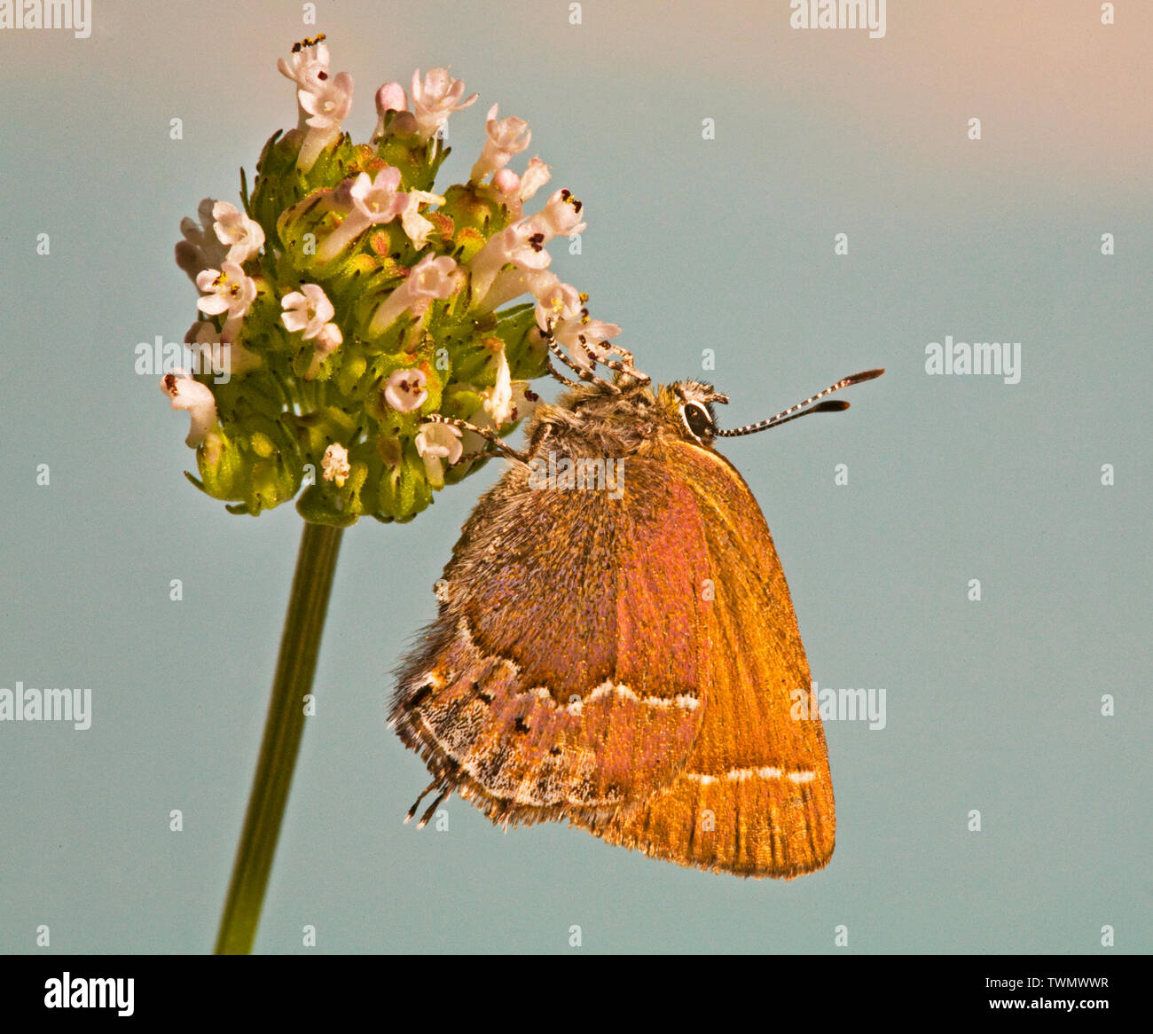 Un papillon porte-queue de cèdre, gryneus Callophrys, dans la chaîne des Cascades, Oregdon Banque D'Images