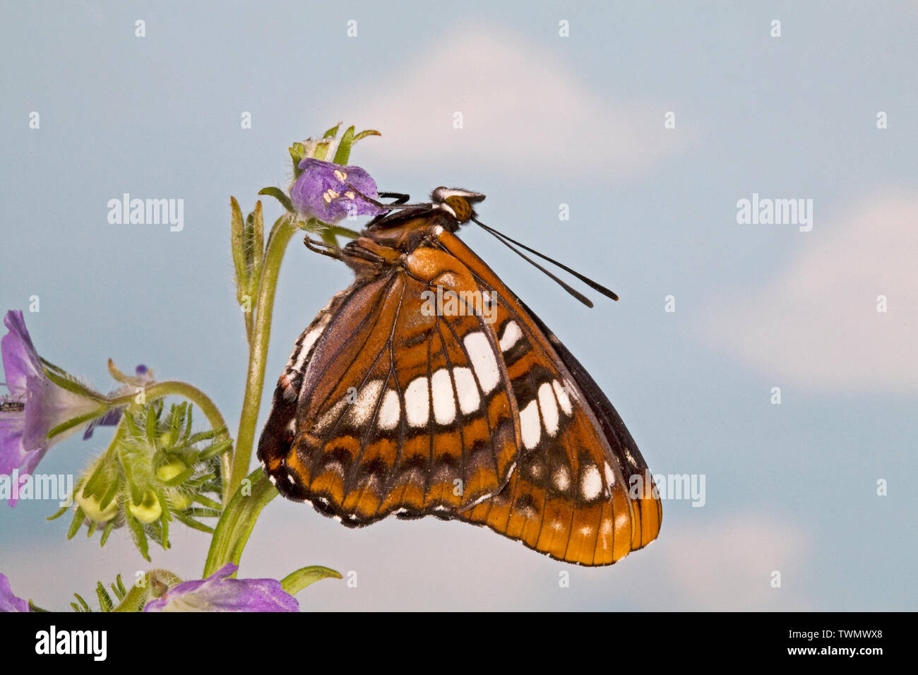 Une vue latérale ou ventrale de Lorquin's Admiral Limenitis lorquini, papillon, photographiée à fleurs sauvages dans les montagnes Cascades en Oregon (Oregon) Banque D'Images