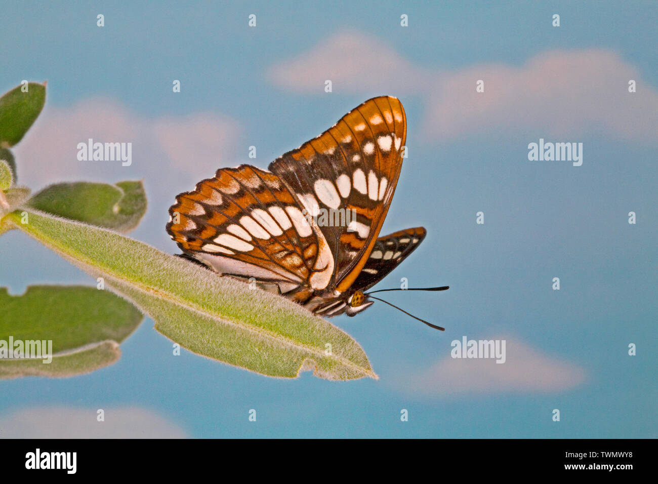 Une vue latérale ou ventrale de Lorquin's Admiral Limenitis lorquini, papillon, photographiée à fleurs sauvages dans les montagnes Cascades en Oregon (Oregon) Banque D'Images