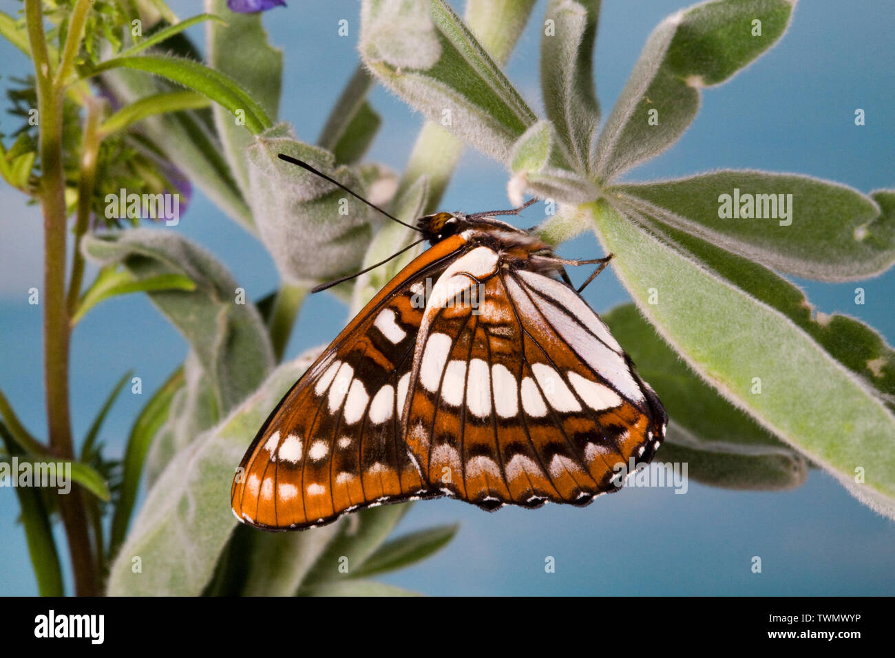 Une vue latérale ou ventrale de Lorquin's Admiral Limenitis lorquini, papillon, photographiée à fleurs sauvages dans les montagnes Cascades en Oregon (Oregon) Banque D'Images