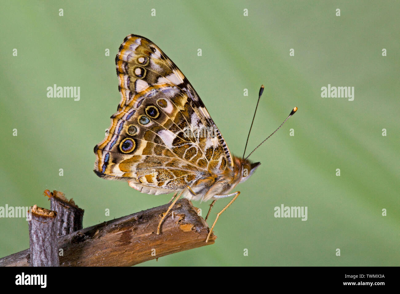 Une belle dame papillon, Vanessa cardui, juste après l'eclosing (émergence) de sa chrysalide. Banque D'Images