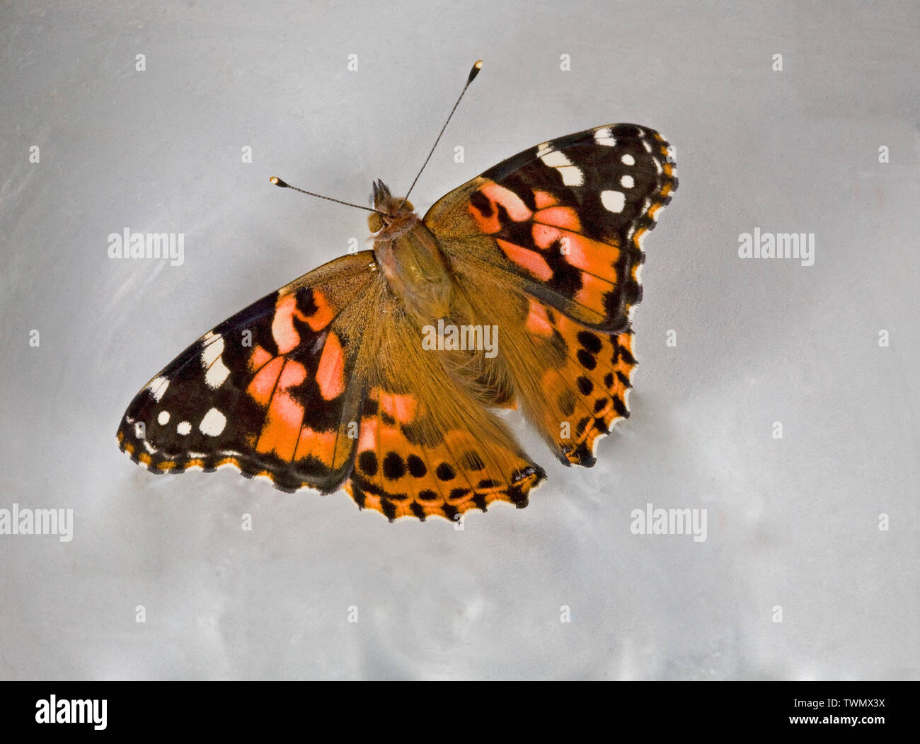 Portrait d'une belle dame papillon, Vanessa cardui, photographié dans la chaîne des Cascades de centre de l'Oregon, vue dorsale Banque D'Images