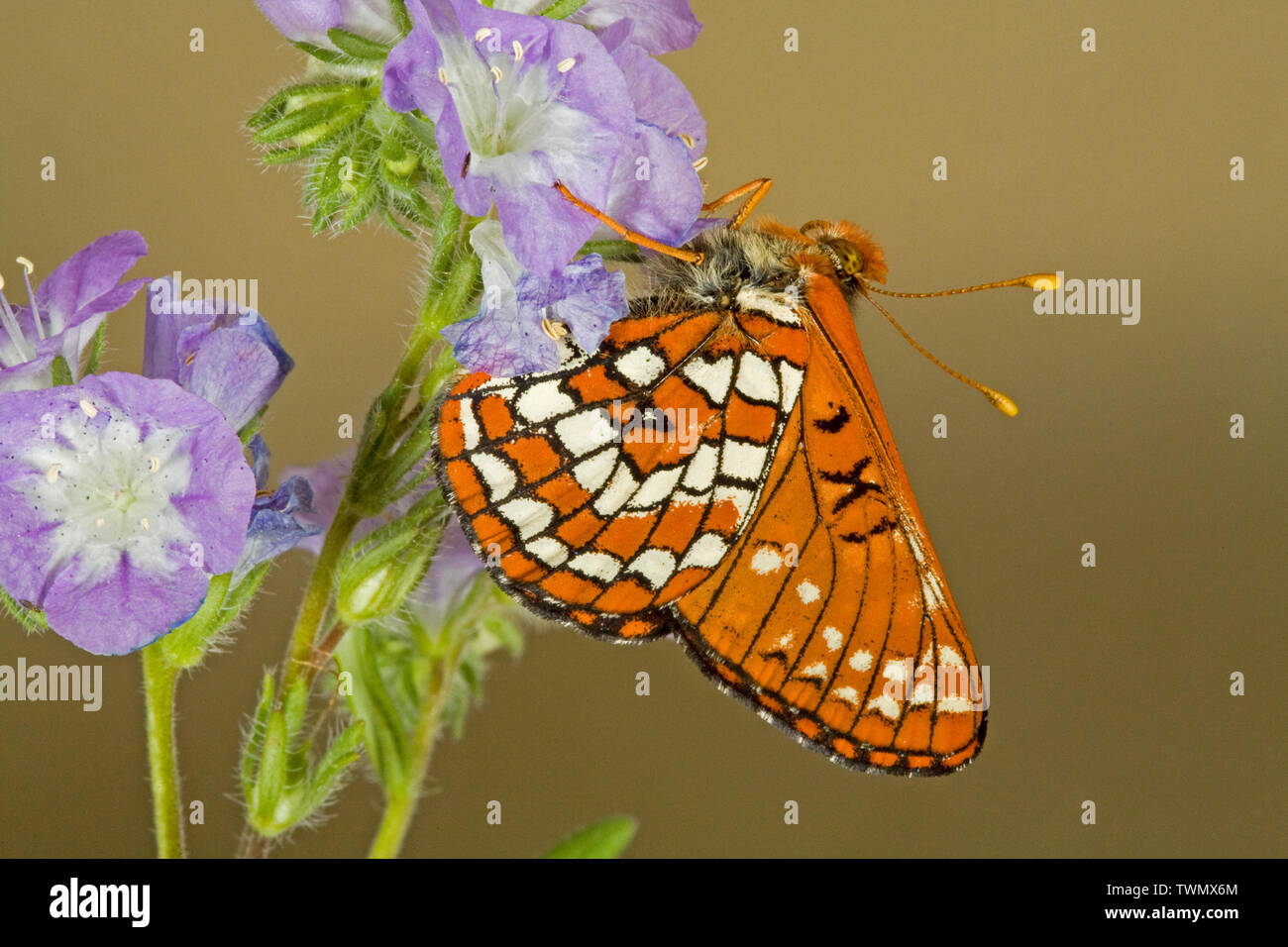 Face ventrale ou vue latérale d'un damier de la symphorine, papillon Euphydryas colon, dans le centre de l'Oregon Cascades, Oregon Banque D'Images
