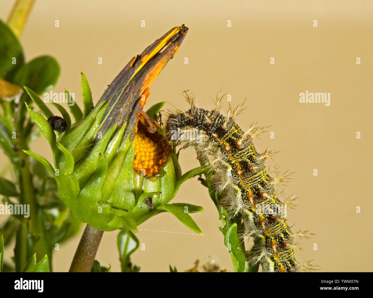 La larve ou chenille d'un papillon belle dame, qui se nourrit d'une plante hôte, dans la chaîne des Cascades de centre de l'Oregon. Banque D'Images