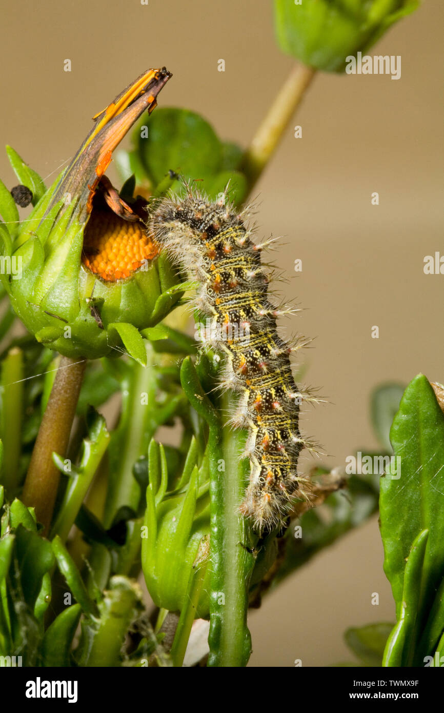 La larve ou chenille d'un papillon belle dame, qui se nourrit d'une plante hôte, dans la chaîne des Cascades de centre de l'Oregon. Banque D'Images