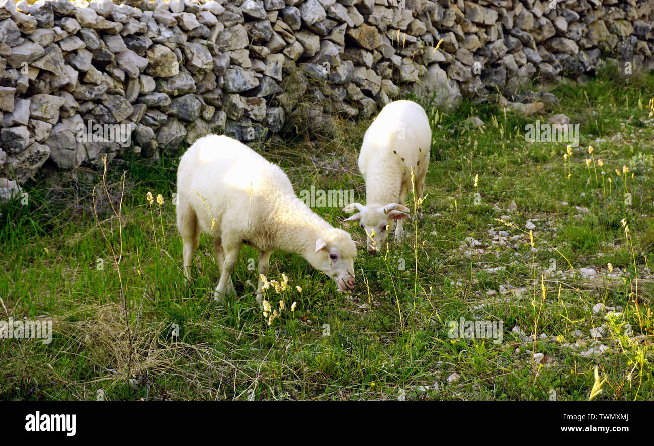 Deux agneaux d'herbe de pâturage blanche intérieure pleine de plantes en bonne santé par le mur de pierres sèches sur l'île croate de Pag Banque D'Images