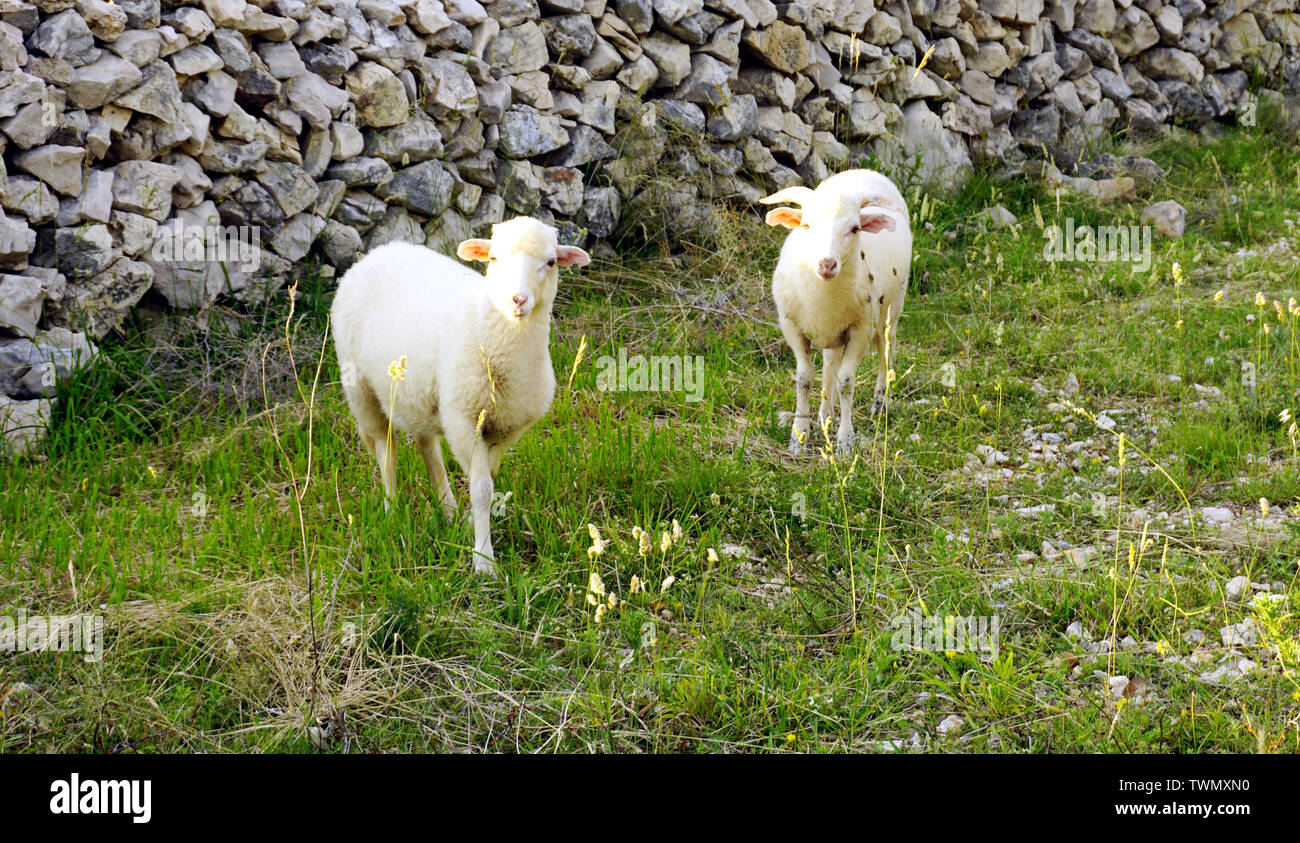 Les jeunes agneaux blanc sur le pâturage sur la prairie avec herbes sains en face du mur en pierre sèche sur l'île croate de Pag Banque D'Images
