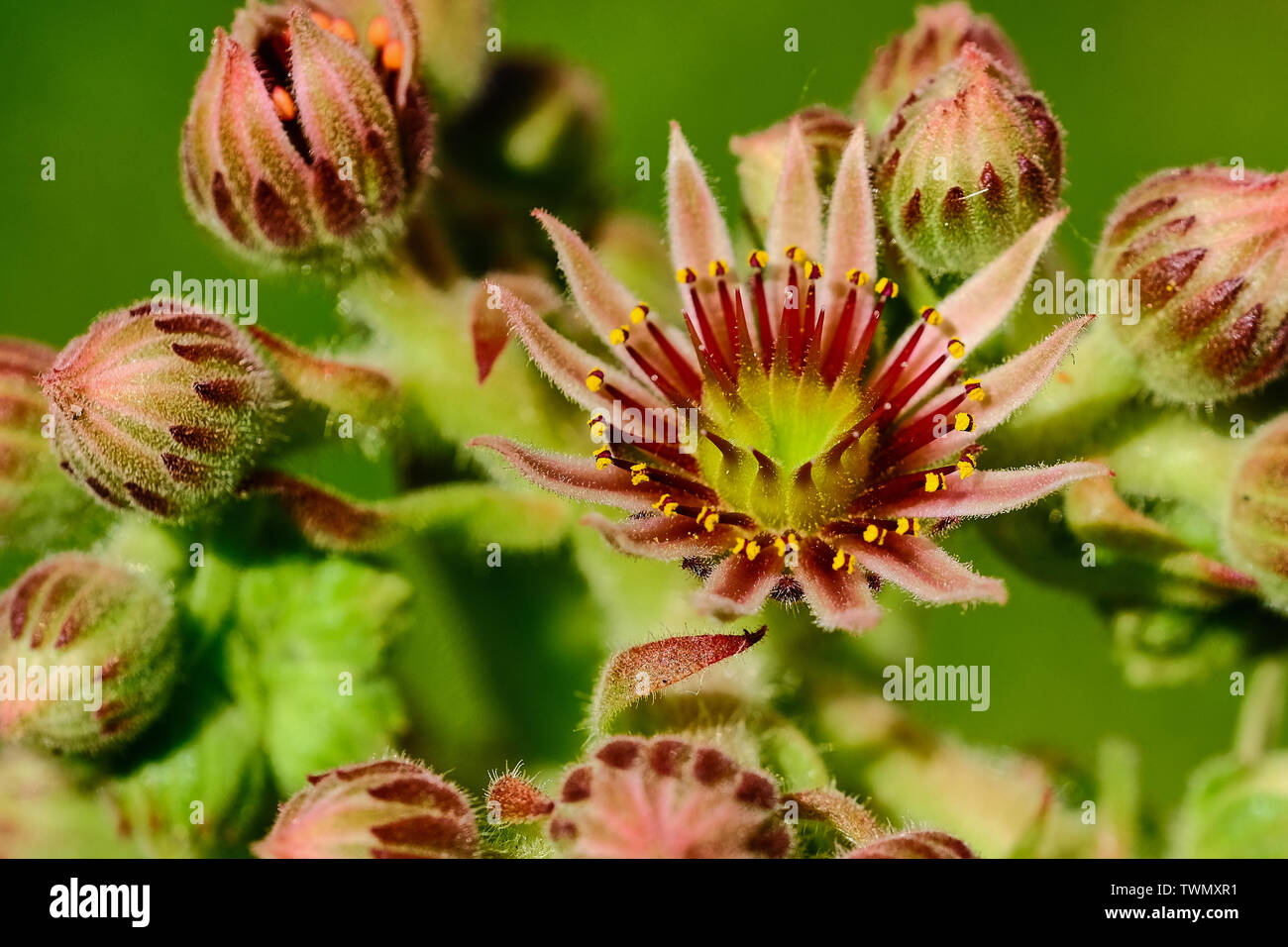 Couleur macro photo d'un Sempervivum en fleurs Banque D'Images