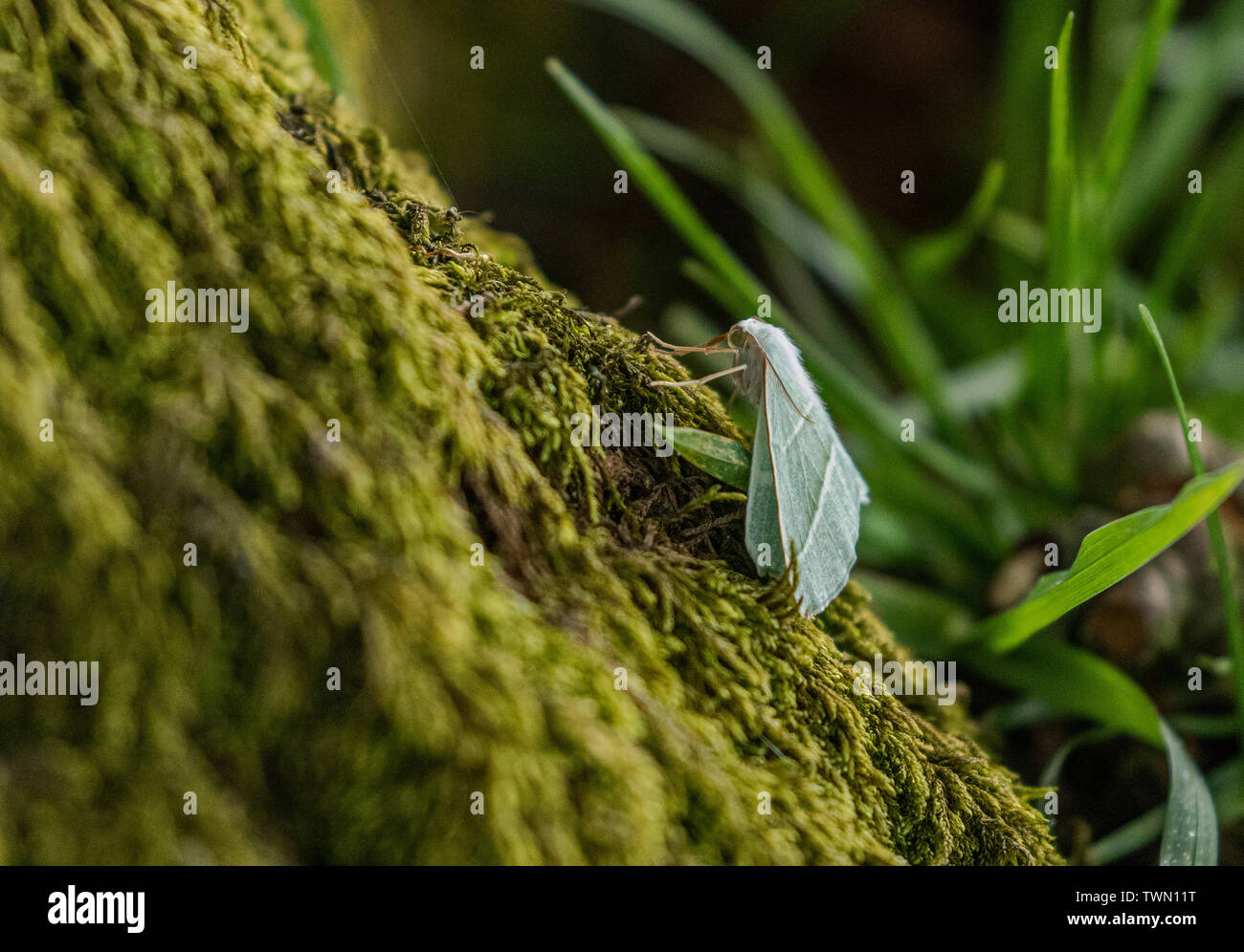 Une espèce d'émeraude léger Campaea margaritata (UK) sur un tronc d'arbre moussu Banque D'Images