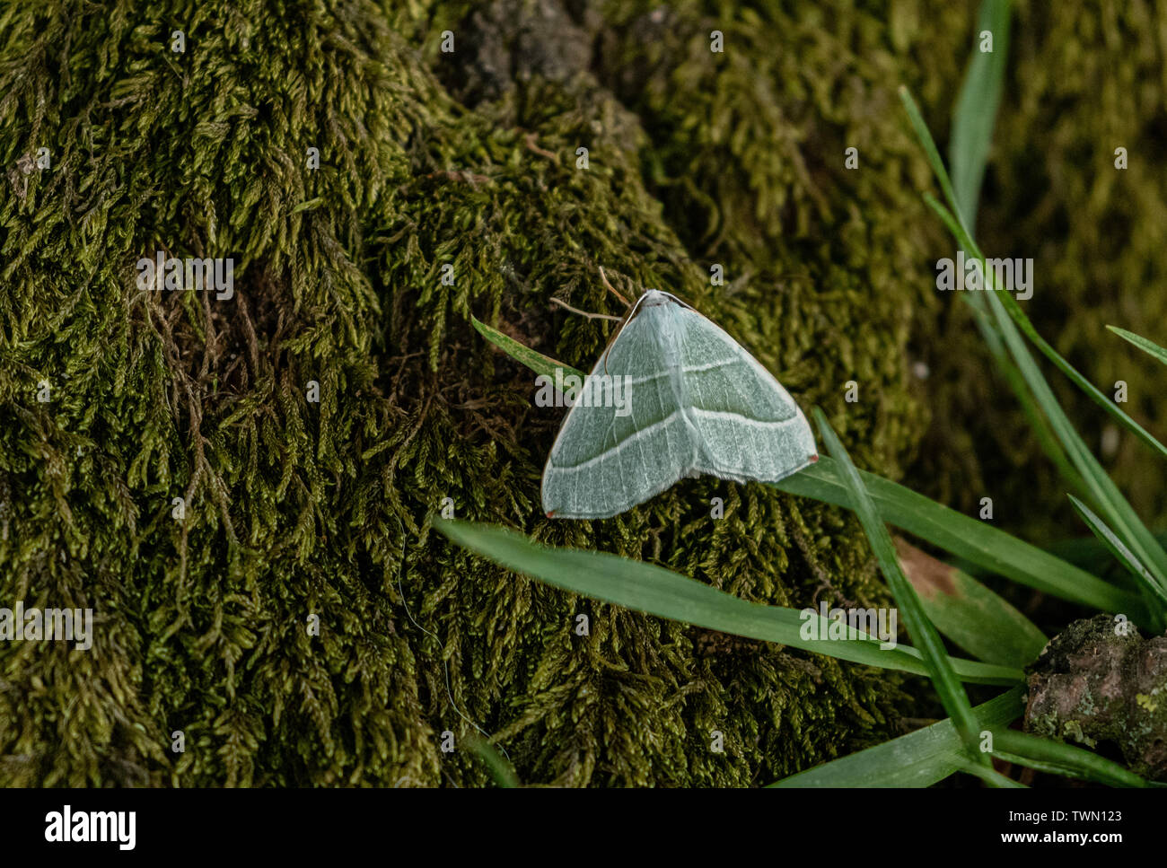Une espèce d'émeraude léger Campaea margaritata (UK) sur un tronc d'arbre moussu Banque D'Images