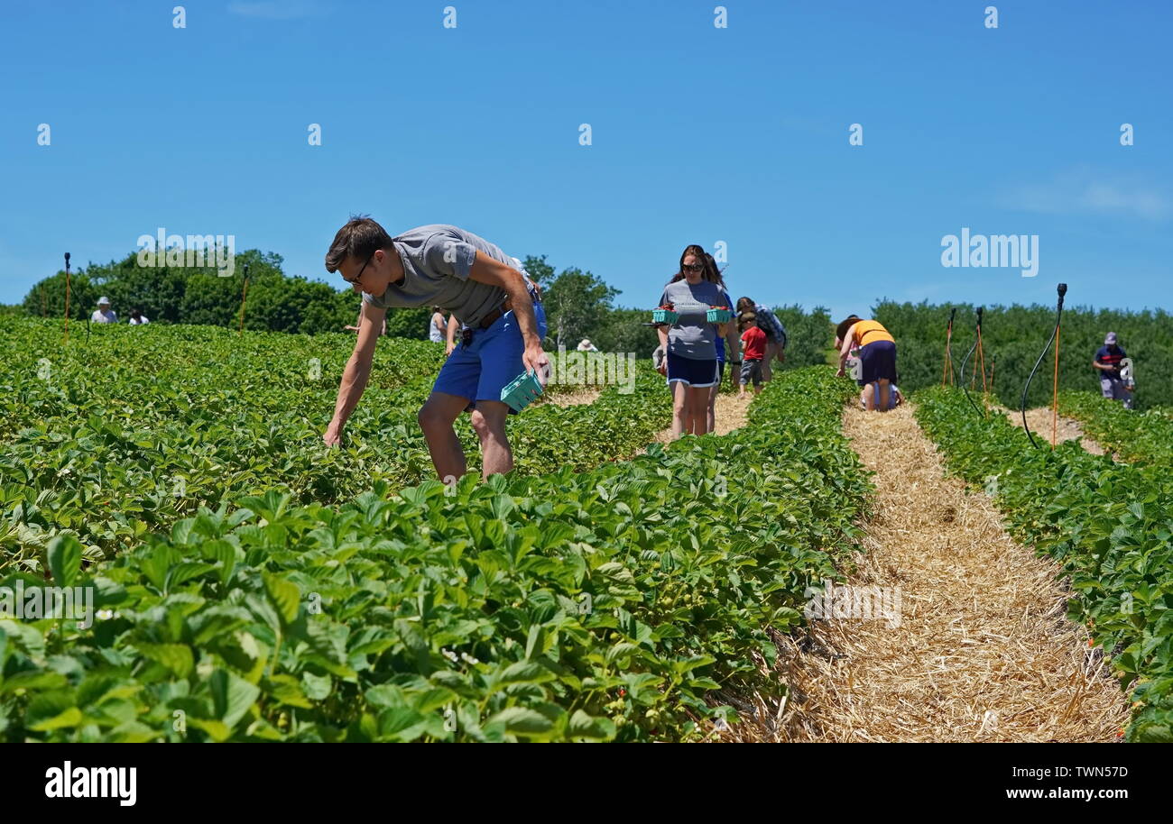 2229, TC / USA - 9 juin 2019 : fraises à Lyman's Orchards Banque D'Images