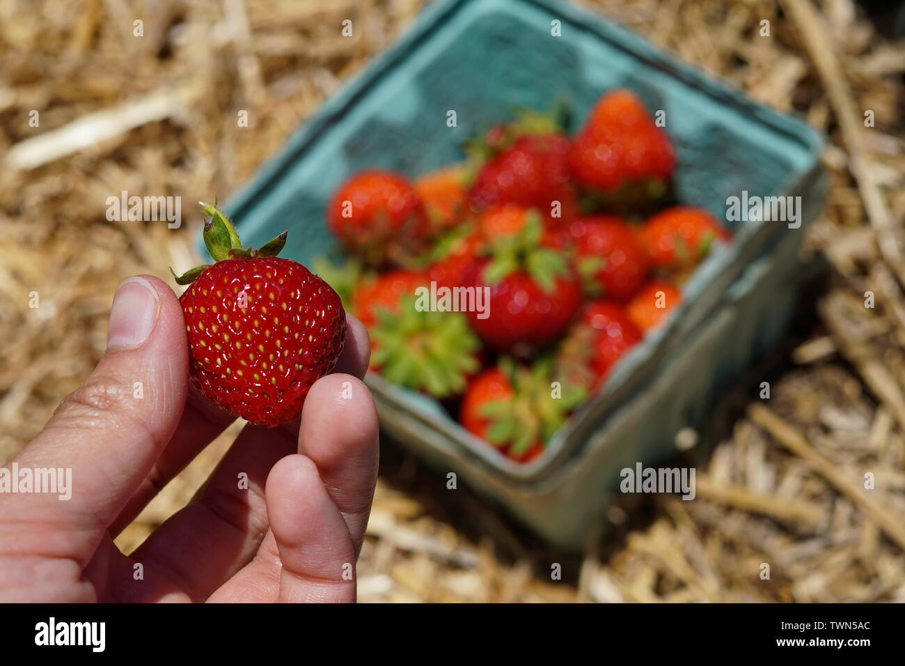 Les fraises cueillies fraîches dans un récipient de l'hay Banque D'Images