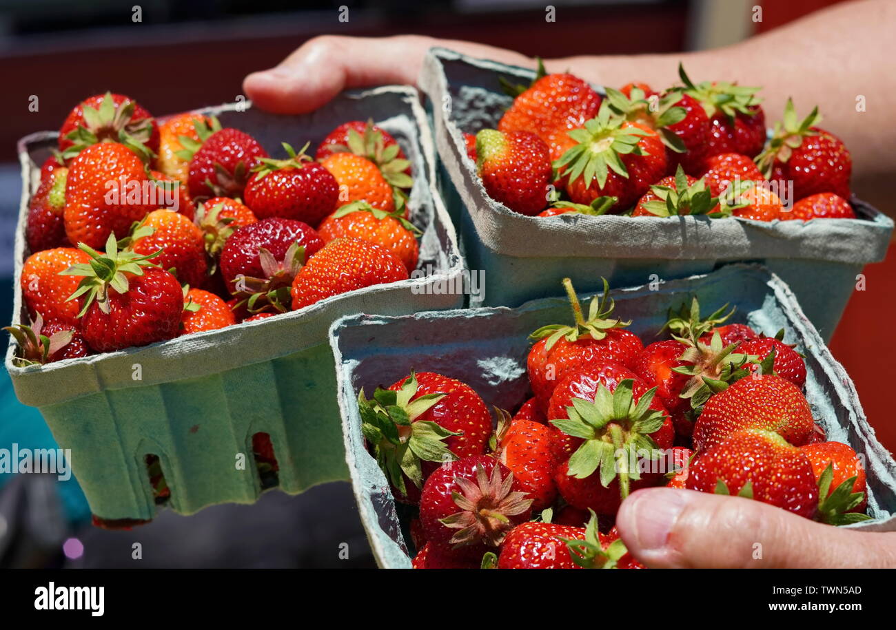 Mains tenant les fraises cueillies fraîches dans des conteneurs Banque D'Images