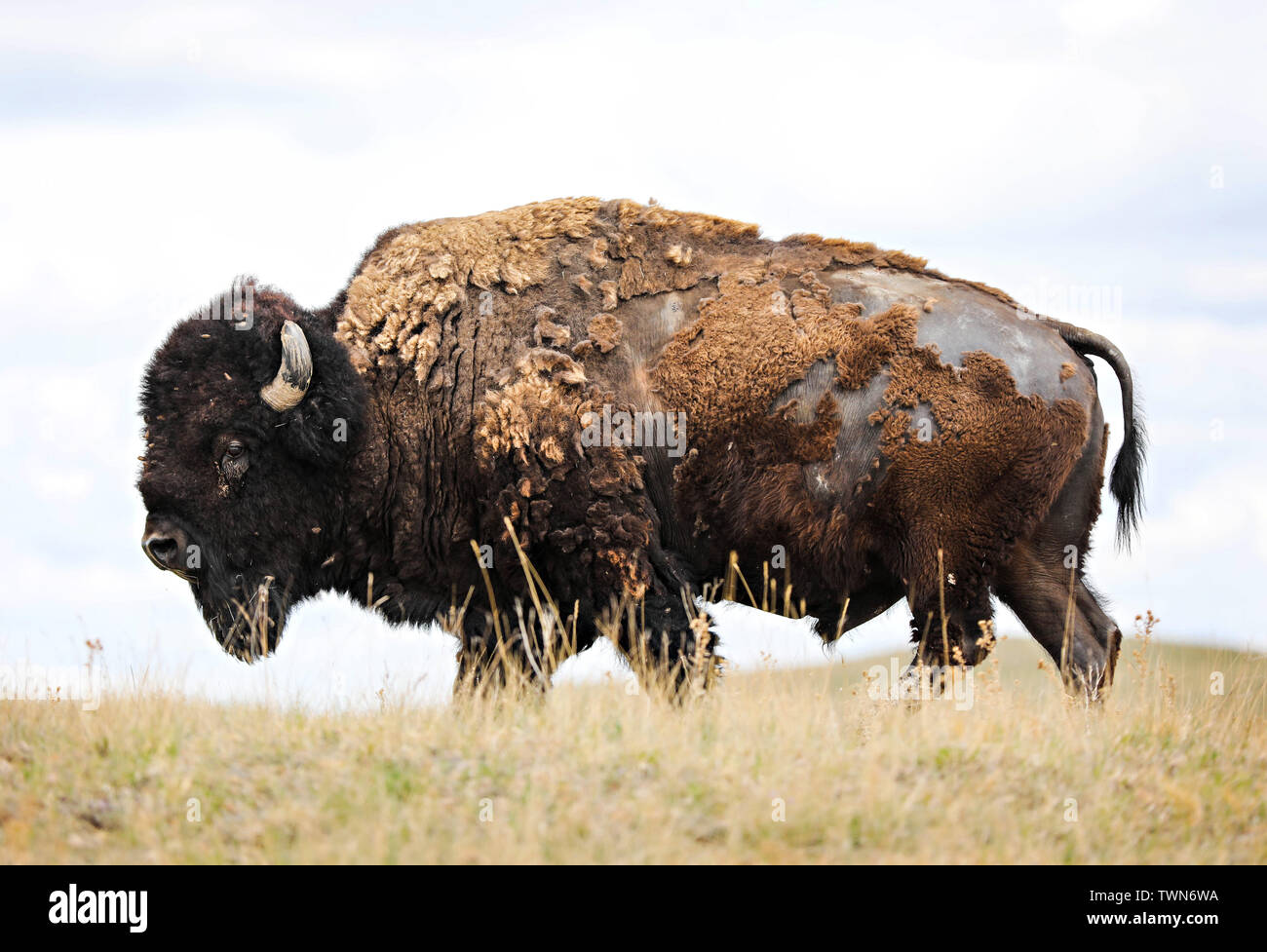 Un versant le bison et le buffle marche lentement à travers les plaines dans le Dakota du Sud. Banque D'Images
