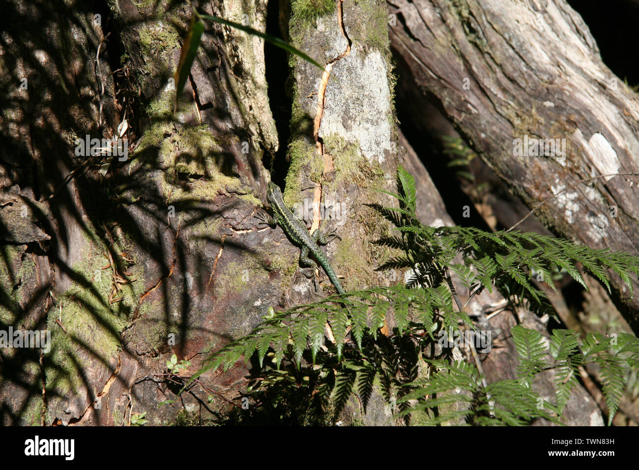 Un lézard sur un tronc d'arbre se baignant dans le soleil à Valdivia, Chili Banque D'Images