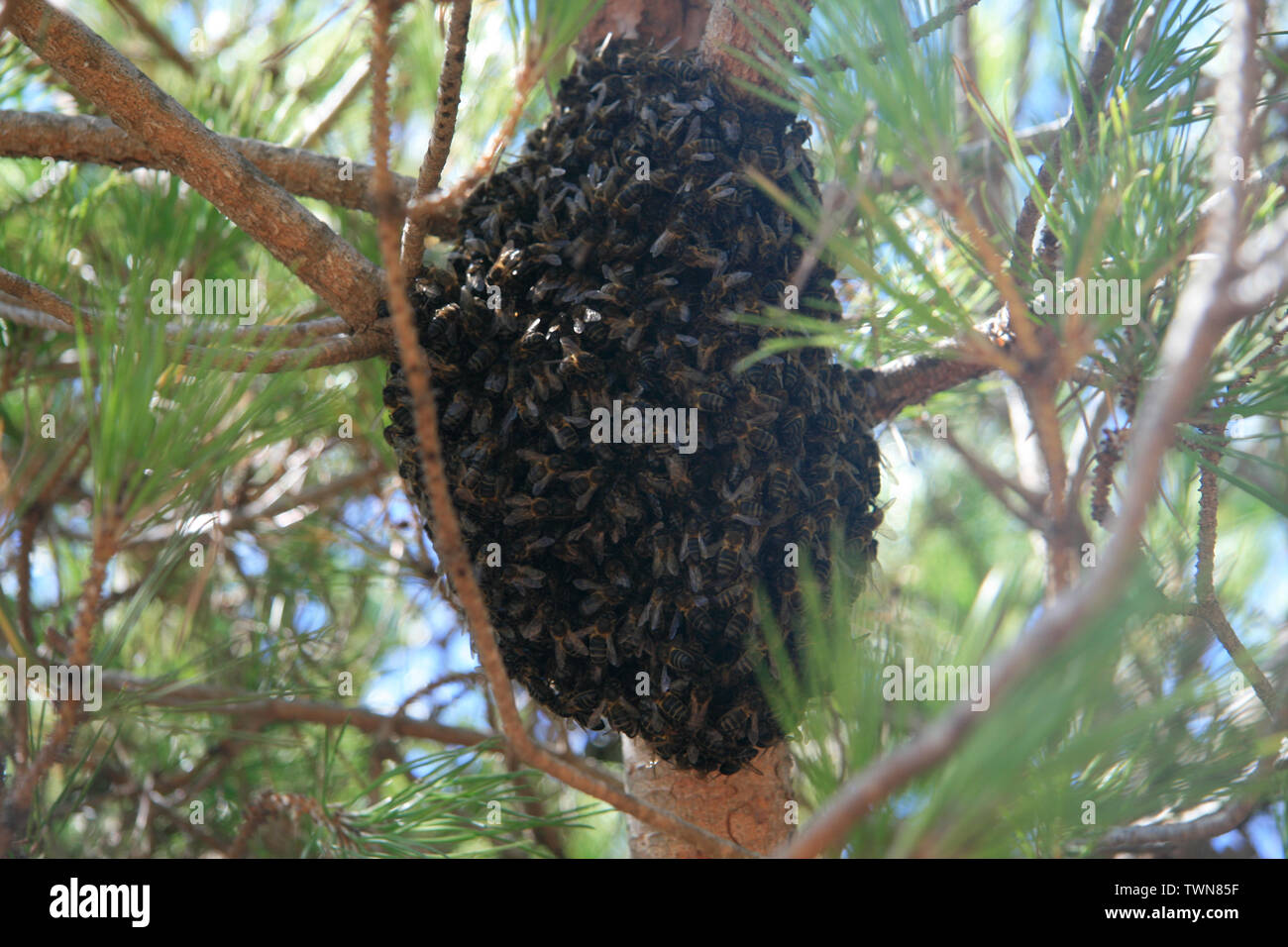 Nid d'abeille avec des centaines d'abeilles sur un arbre Banque D'Images