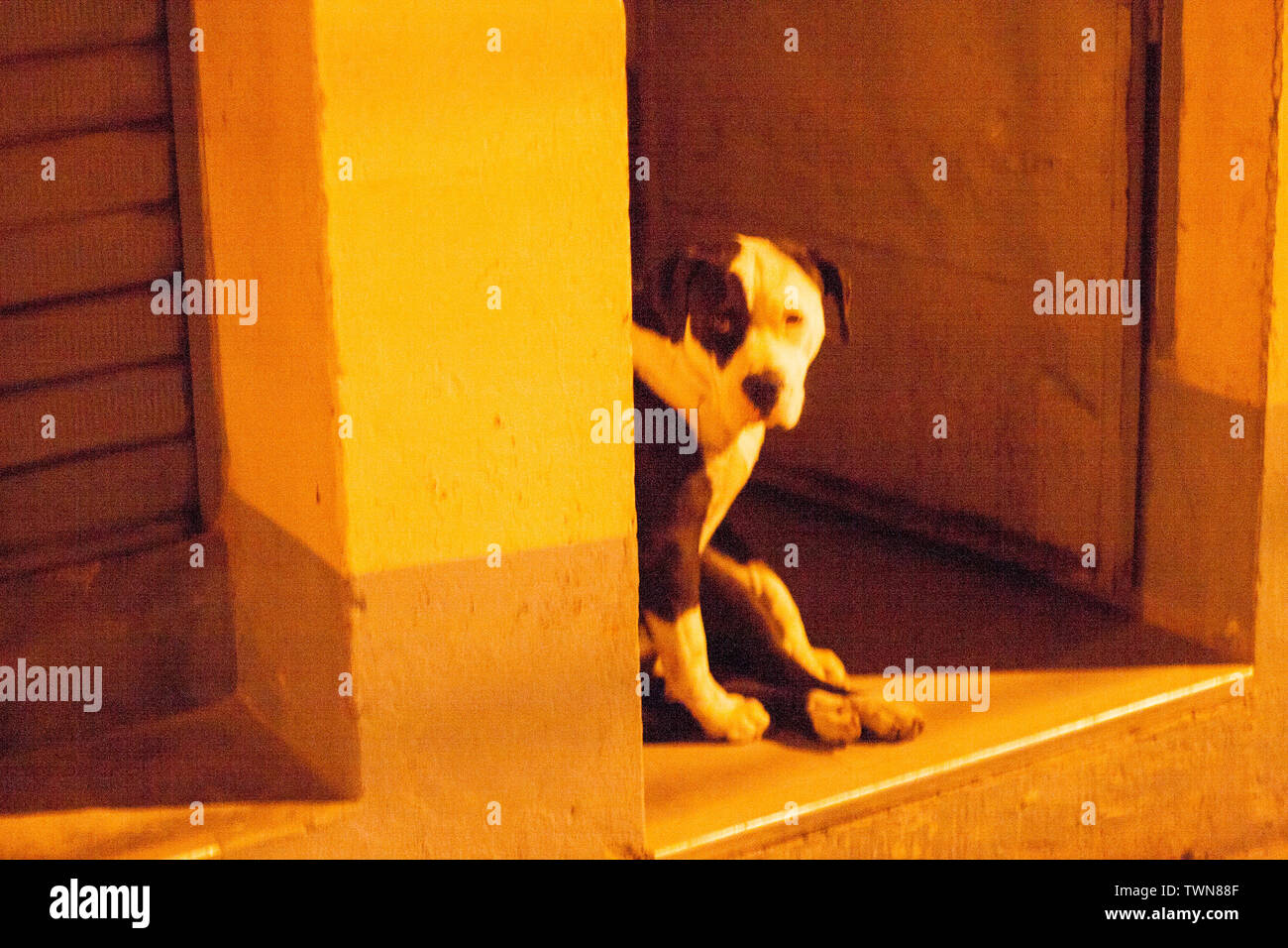 Chien à la nuit dans une maison niche porte Banque D'Images