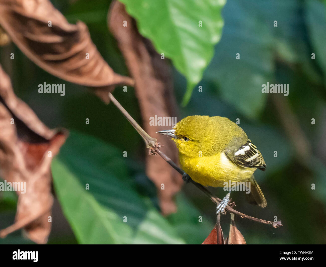 Iora Aegithina tiphia (commune) race 'multicolor Banque D'Images