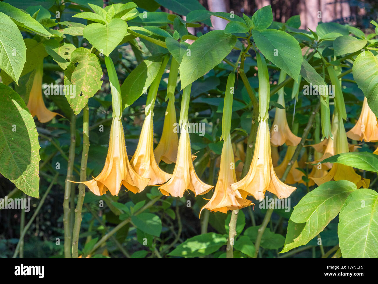 Fleur jaune datura Brugmansia,hanging on tree Banque D'Images