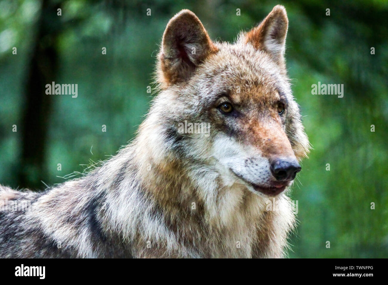 Le loup gris d'Europe, Canis lupus, le loup portrait, vue latérale de la tête, oreilles, Allemagne Saxe, Europe Banque D'Images
