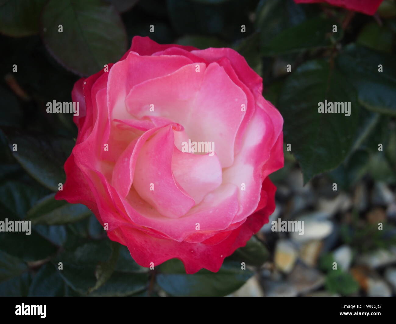 Rose rouge et blanche, 'Nostalgie' en fleurs Banque D'Images