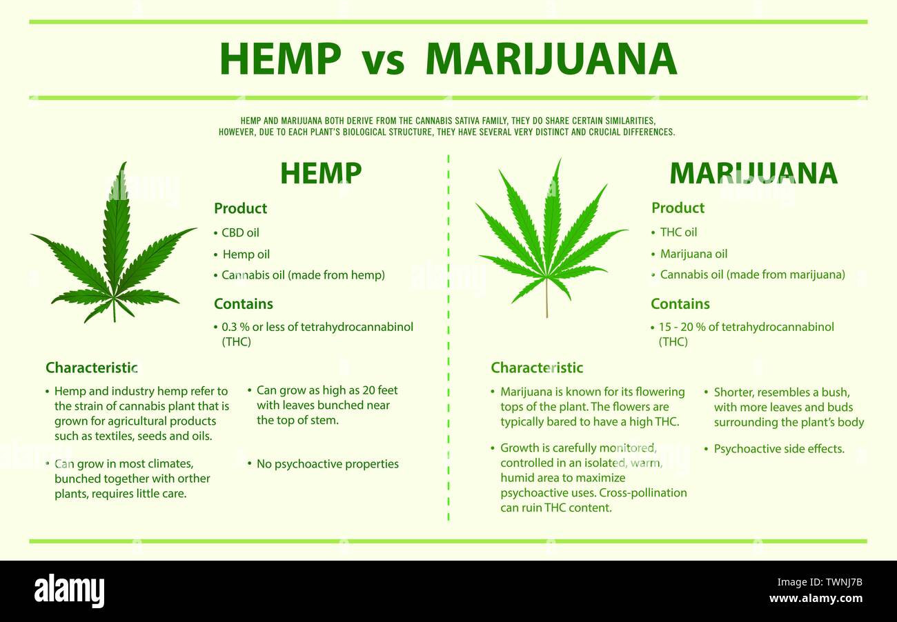 Chanvre vs Marijuana illustration infographique horizontale sur le cannabis comme produits de la médecine alternative, de la santé et des sciences médicales. Illustration de Vecteur