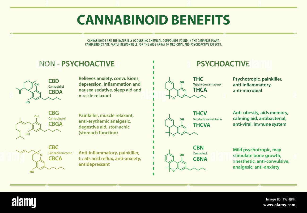 Avantages de cannabinoïdes illustration infographique horizontale sur le cannabis comme produits de la médecine alternative, de la santé et des sciences médicales. Illustration de Vecteur