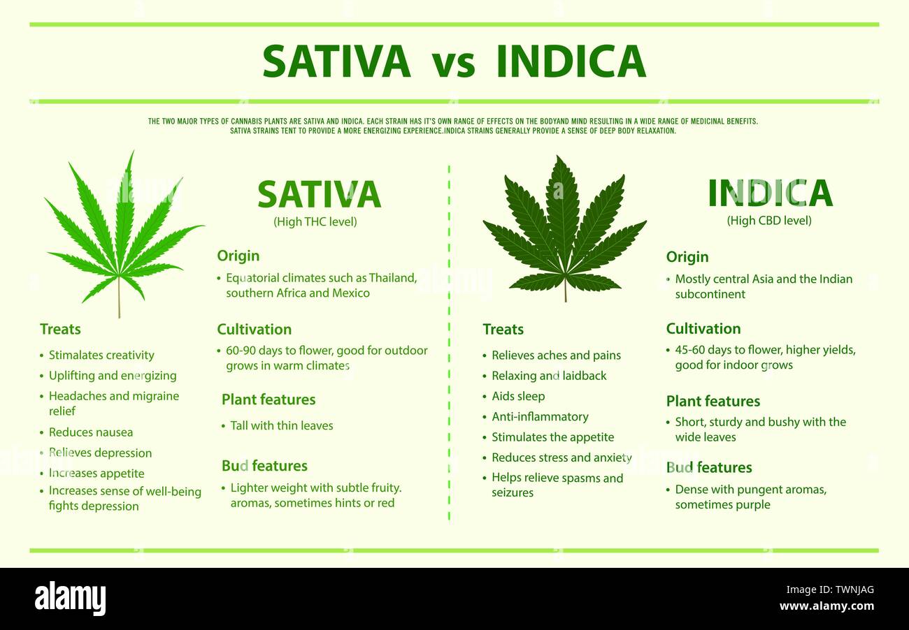 Vs Sativa Indica infographique horizontal illustration sur le cannabis comme produits de médecine alternative et de thérapie chimique, les soins médicaux et de vecteur. Illustration de Vecteur