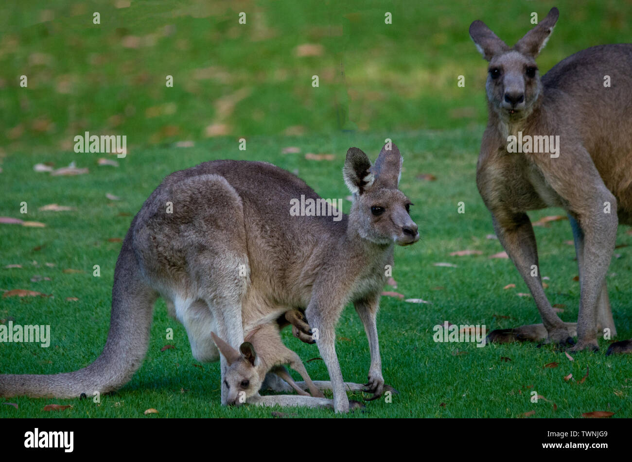 Bebes Kangourous Banque D Image Et Photos Alamy