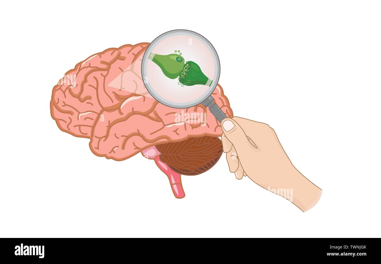 L'intérieur du système endocannabinoïde horizontal illustration infographique du cerveau sur le cannabis comme produits de la médecine alternative, de la santé et médicaux. Illustration de Vecteur