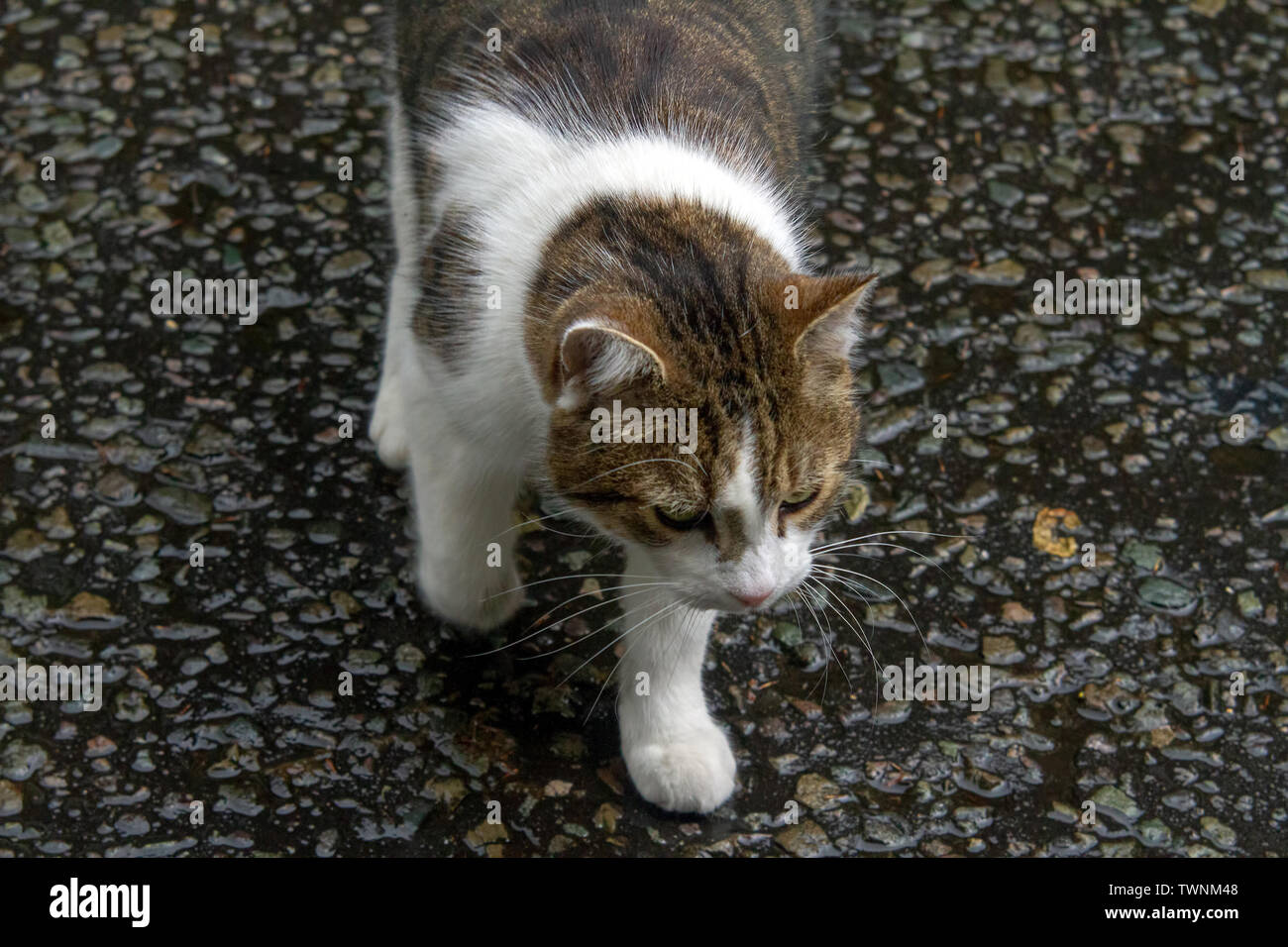 Juin 19, 2019 - Londres, Royaume-Uni - Larry, le 10 Downing Street cat et Chef du Bureau du Cabinet à Mouser vu par Downing Street. (Crédit Image : © Iain Mcguinness/SOPA des images à l'aide de Zuma sur le fil) Banque D'Images