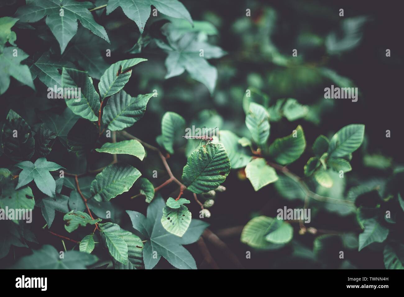 Gros plan d'une libellule sur de magnifiques feuilles vertes une forêt Banque D'Images