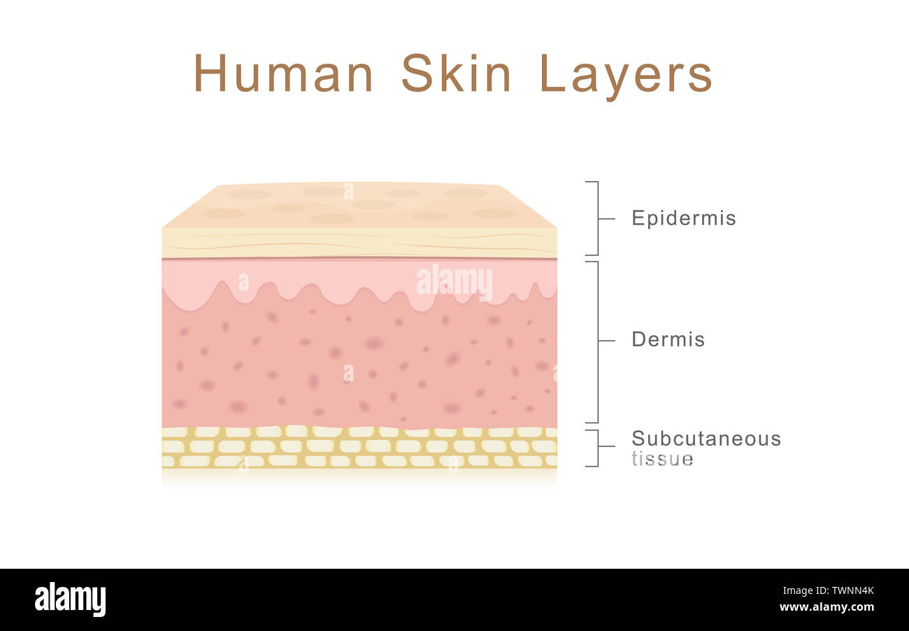 Les couches de peau humaine, de la santé et de l'illustration médicale à propos de la peau humaine Banque D'Images